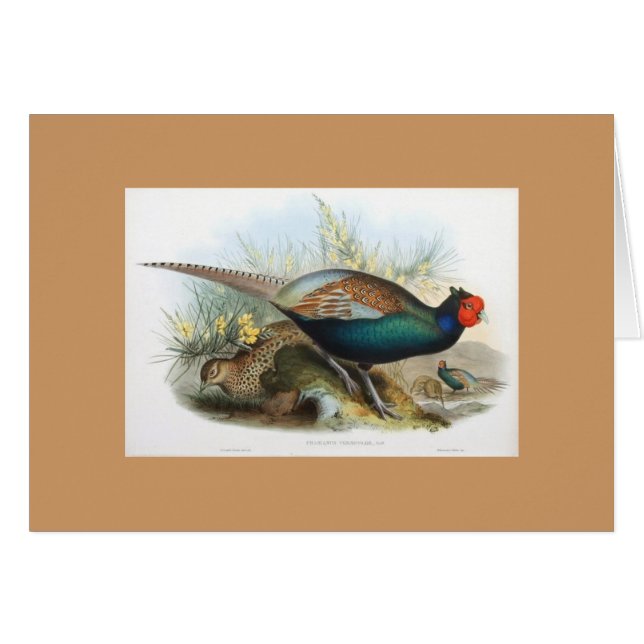 Gould - Japanese Pheasant (Front Horizontal)