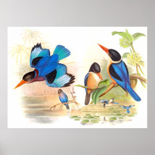 Gould Kingfisher Birds Poster
