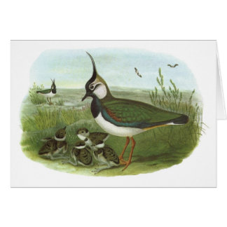 Gould - Lapwing - Vanellus vanellus