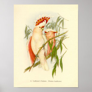 Gould - Leadbetter's Cockatoo Portfolio Poster