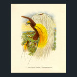 Gould - Lesser Bird Of Paradise Portfolio Poster<br><div class="desc">Gould - Lesser Bird Of Paradise Portfolio</div>