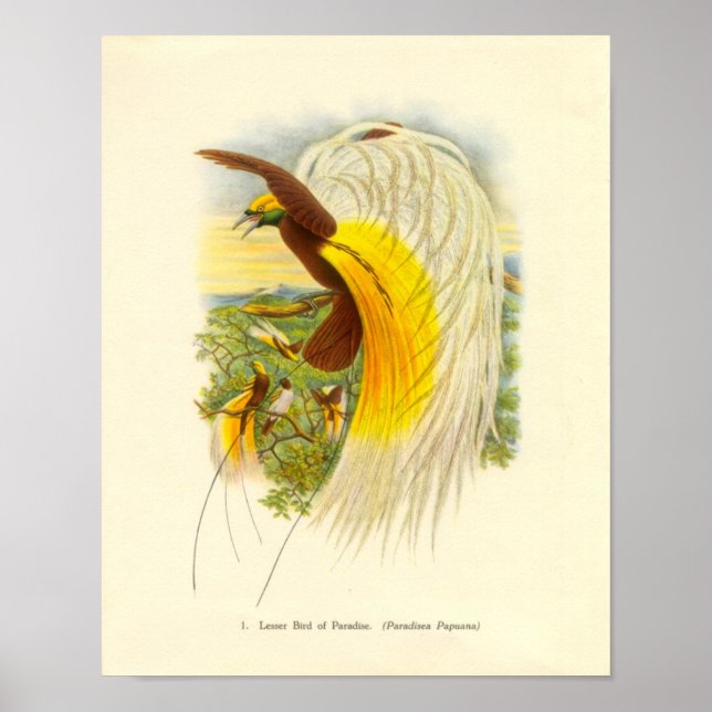 Gould - Lesser Bird Of Paradise Portfolio Poster (Front)