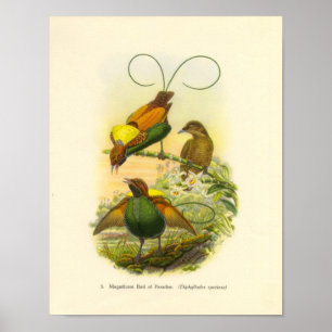 Gould - Magnificent Bird Of Paradise Portfolio Poster