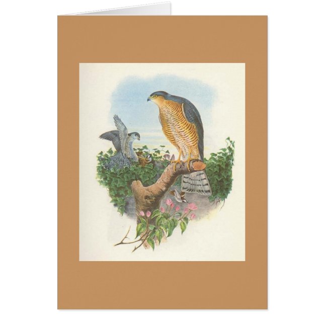 Gould - nisus Sparrowhawk d'Accipiter (Devant)