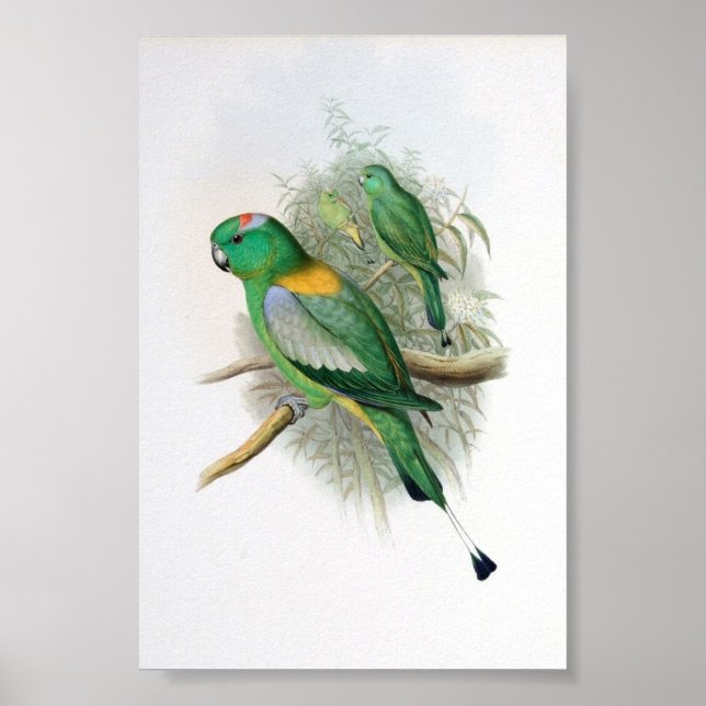 Gould - Racket-Tailed Parrot Poster (Front)