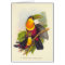 Gould - Red-Breasted Toucan