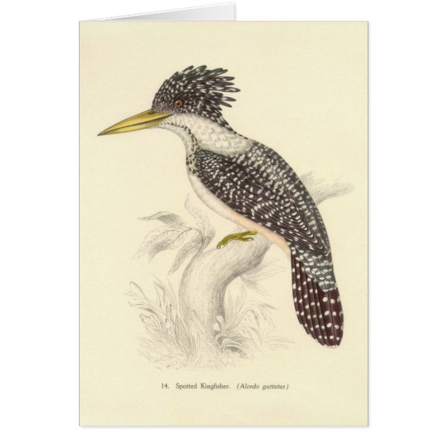 Gould - Spotted Kingfisher Card (Front)