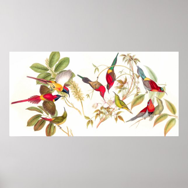 Gould Sunbird Birds Poster (Front)