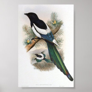 Gould - White-Winged Magpie Portfolio Poster