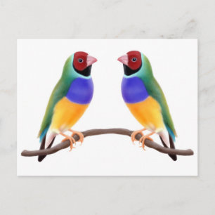 Gouldian Finch Friends Postcard