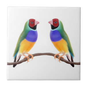 Gouldian Finch Friends Tile