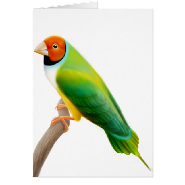 Gouldian Finch Orange Tête (Devant)