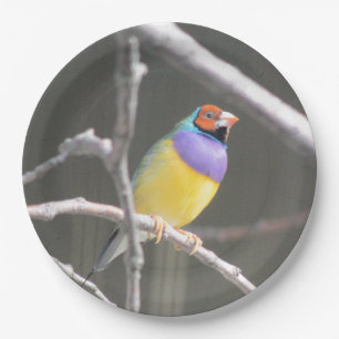 Gouldian finch paper plate