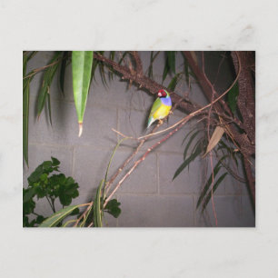 Gouldian Finch Postcard