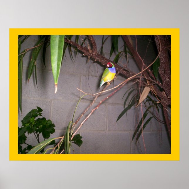 Gouldian Finch Poster (Front)