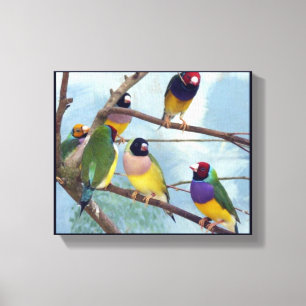 Gouldian Finches Canvas Print