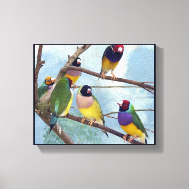 Gouldian Finches Canvas Print (Front)