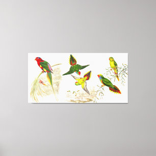 Goulds Lorikeet Parrot Birds Wrapped Canvas Print