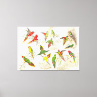 Goulds Lorikeet Parrot Oiseaux Enveloppés Toile Im