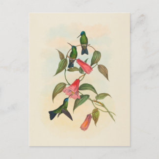 Gould's Wood Nymph | John Gould Postcard