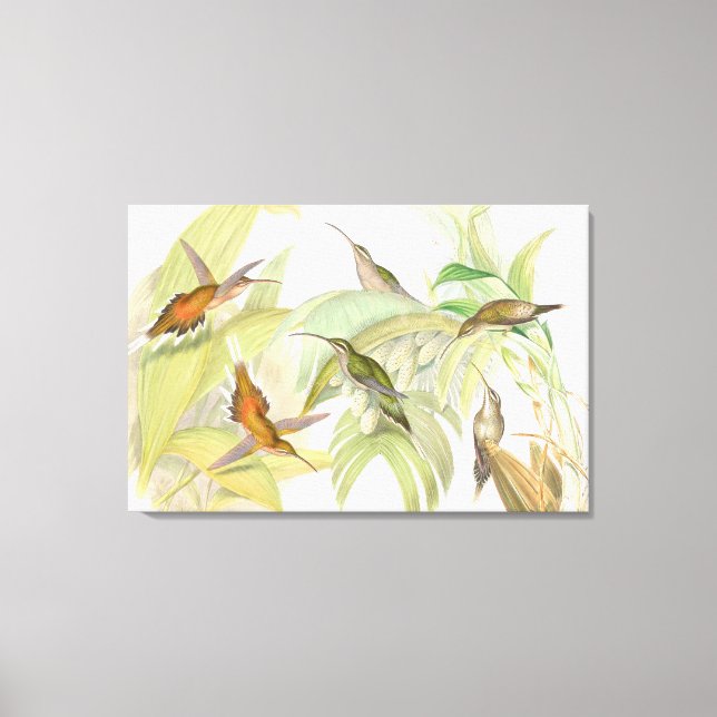Goulers Hummingbirds toile enveloppée Imprimer (Recto)