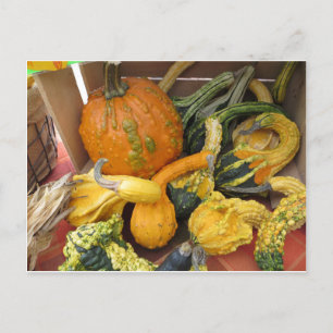 Gourd Assortment Postcard