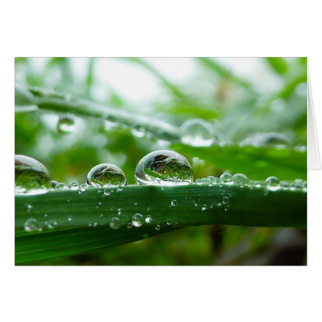 Gouttelette d'eau sur la feuille d'herbe (Devant horizontal)
