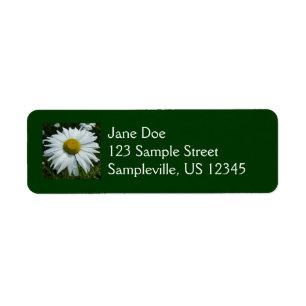 Gouttes de pluie sur Daisy II Fleur sauvage Floral