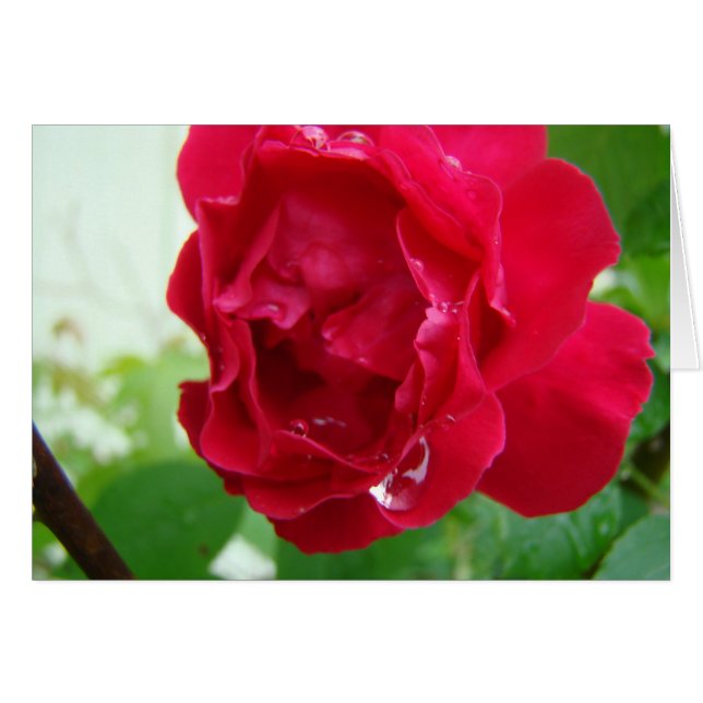 Gouttes de pluie sur le rose rouge (Devant horizontal)