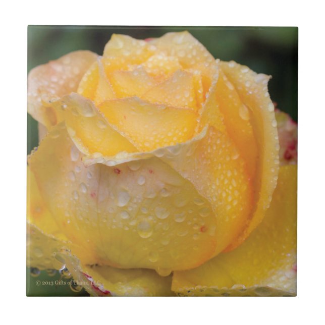 Gouttes de rosée sur le rose jaune - carreau de (Devant)