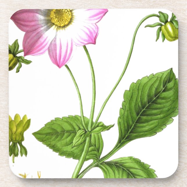 Grace Coaster (Front)