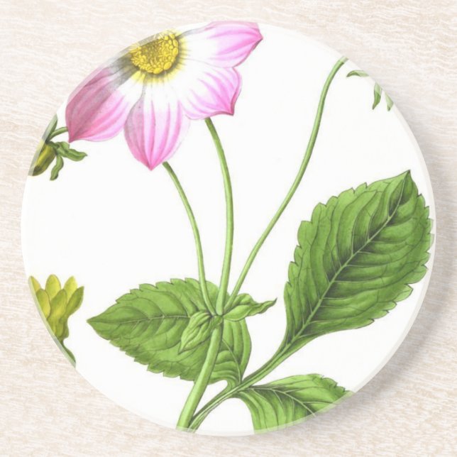 Grace Coaster (Front)