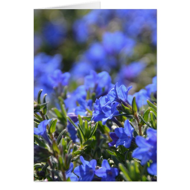 Grace Ward Flower (Front)