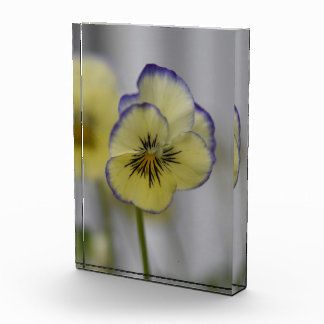 Grace Whispered:  Yellow & Violet Pansy Bloom Photo Block