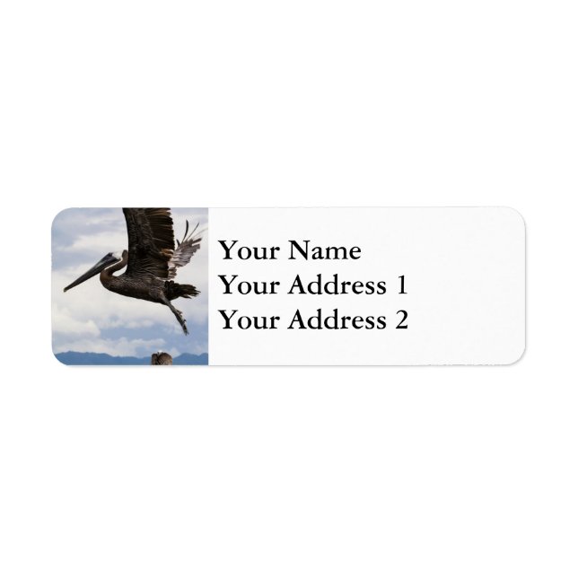 Graceful Brown Pelican (Front)