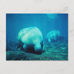 Graceful Florida Manatees Post Card