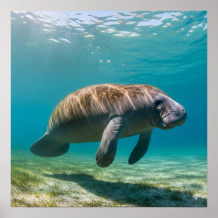 Graceful Manatee Poster
