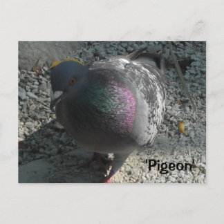 Graceful Pigeon Postcard