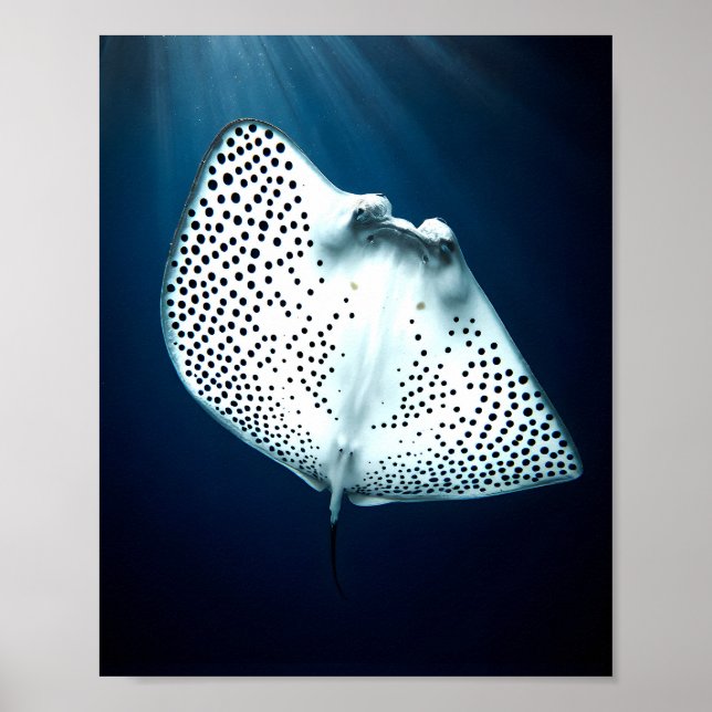 Graceful Spotted Ray: Underwater Serenity Poster (Front)