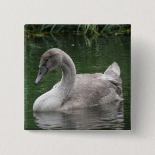 Graceful Swan on the Water Button
