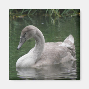 Graceful Swan on the Water Magnet