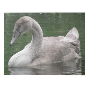 Graceful Swan on the Water Notepad