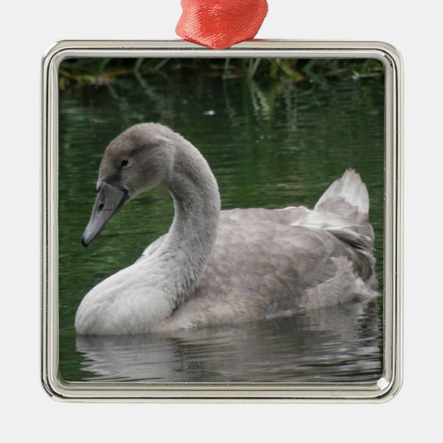 Graceful Swan on the Water Ornament (Front)