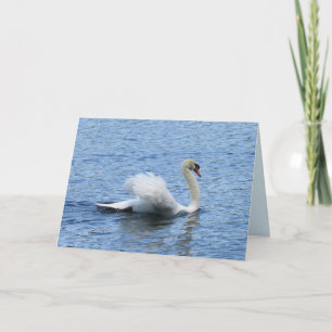 Graceful Swan Photo Greeting Card