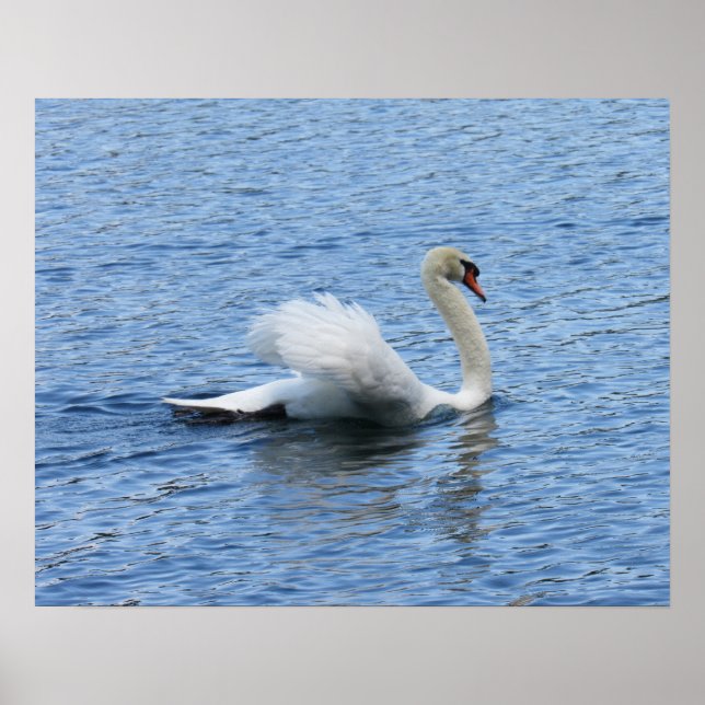 Graceful Swan Poster Print (Front)
