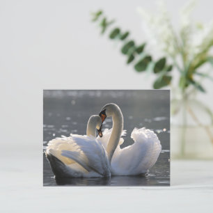 Graceful swans holiday postcard