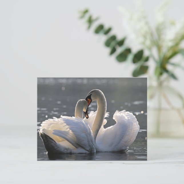Graceful swans holiday postcard (Standing Front)