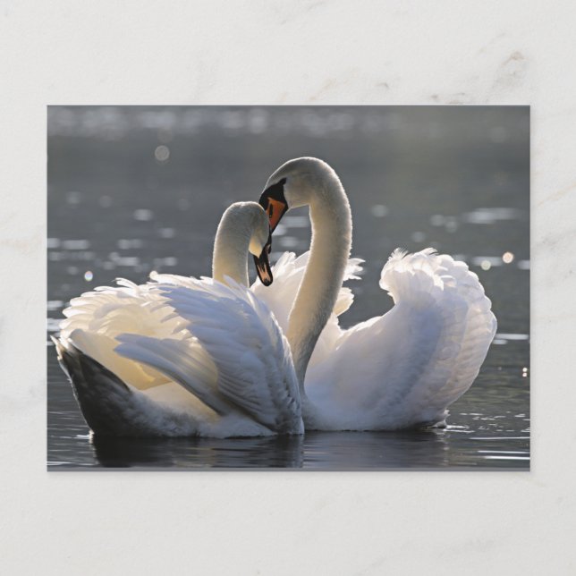 Graceful swans postcard (Front)