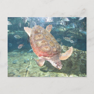 Graceful Turtle Postcard