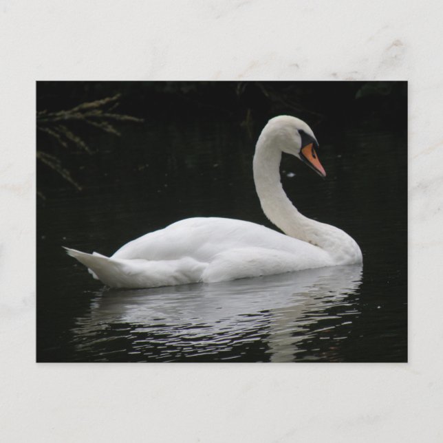 Graceful White Swan Postcard (Front)